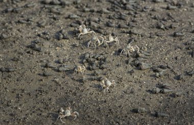 Kumsalda küçük kum baloncukları..