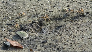 Kumsalda küçük kum baloncukları..
