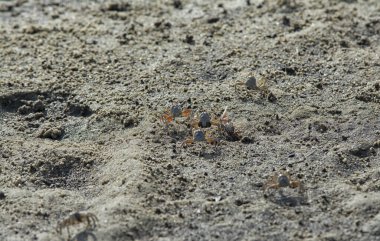 Kumsalda küçük kum baloncukları..