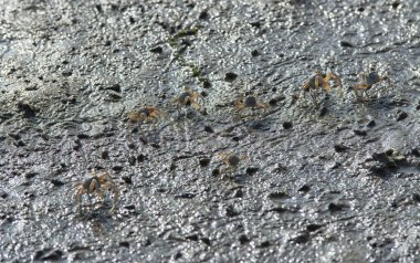 Kumsalda küçük kum baloncukları..