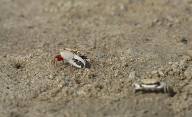 Kumsalda küçük kum baloncukları..