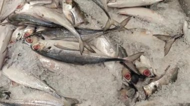 Yerel pazarda çiğ balık Torpido Scad donmuş buz küpünde balık avlıyor.