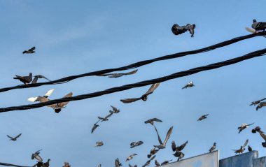 Elektrik sokak kablolu direğinin etrafında uçan güvercin ve kuzgunun aktiviteleri.