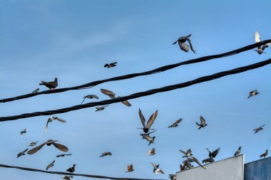 Elektrik sokak kablolu direğinin etrafında uçan güvercin ve kuzgunun aktiviteleri.