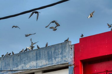Elektrik sokak kablolu direğinin etrafında uçan güvercin ve kuzgunun aktiviteleri.