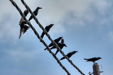 Elektrik sokak kablolu direğinin etrafında uçan güvercin ve kuzgunun aktiviteleri.