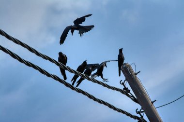 Elektrik sokak kablolu direğinin etrafında uçan güvercin ve kuzgunun aktiviteleri.