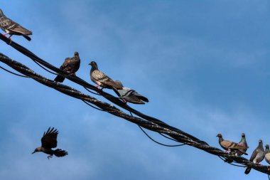 Elektrik sokak kablolu direğinin etrafında uçan güvercin ve kuzgunun aktiviteleri.