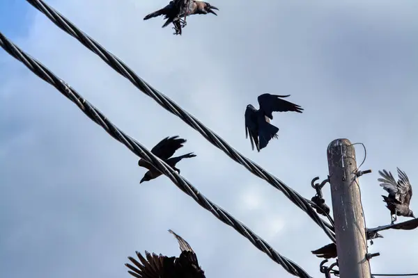 Atividades Pombo Selvagem Corvo Voando Redor Poste Elétrico Cabo Rua — Fotografia de Stock