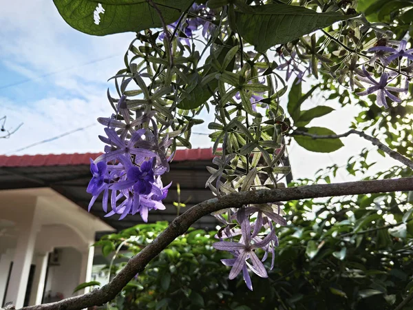 stock image looking up at the sandpaper vine flower plant