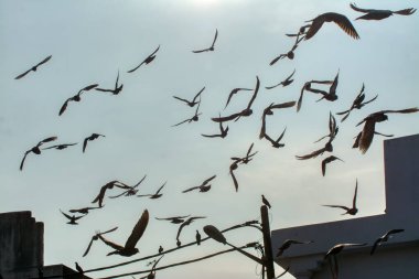 Vahşi güvercin silueti ve kuzgun tünemesi ya da sabahın erken saatlerinde gökyüzünde elektrik direğinin etrafında uçmak..