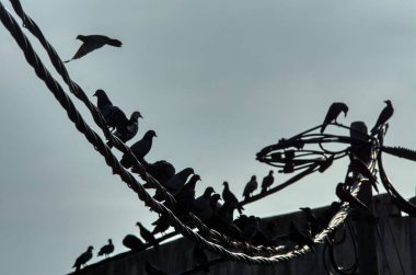 Vahşi güvercin silueti ve kuzgun tünemesi ya da sabahın erken saatlerinde gökyüzünde elektrik direğinin etrafında uçmak..