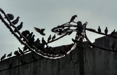 Vahşi güvercin silueti ve kuzgun tünemesi ya da sabahın erken saatlerinde gökyüzünde elektrik direğinin etrafında uçmak..