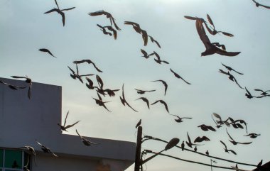 Vahşi güvercin silueti ve kuzgun tünemesi ya da sabahın erken saatlerinde gökyüzünde elektrik direğinin etrafında uçmak..