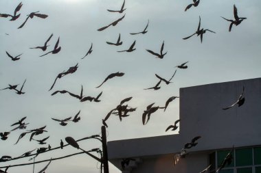 Vahşi güvercin silueti ve kuzgun tünemesi ya da sabahın erken saatlerinde gökyüzünde elektrik direğinin etrafında uçmak..