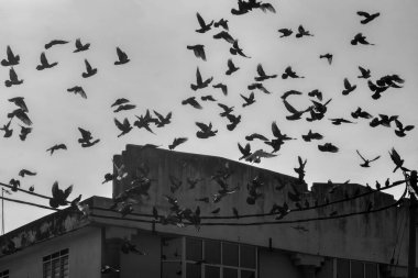 Vahşi güvercin silueti ve kuzgun tünemesi ya da sabahın erken saatlerinde gökyüzünde elektrik direğinin etrafında uçmak..