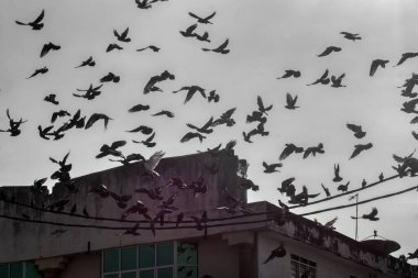 Vahşi güvercin silueti ve kuzgun tünemesi ya da sabahın erken saatlerinde gökyüzünde elektrik direğinin etrafında uçmak..