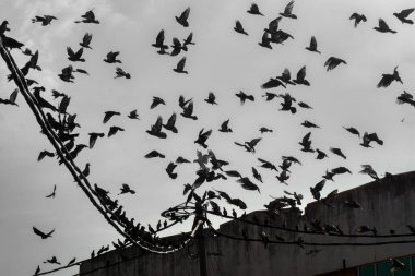 Vahşi güvercin silueti ve kuzgun tünemesi ya da sabahın erken saatlerinde gökyüzünde elektrik direğinin etrafında uçmak..