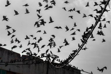 Vahşi güvercin silueti ve kuzgun tünemesi ya da sabahın erken saatlerinde gökyüzünde elektrik direğinin etrafında uçmak..