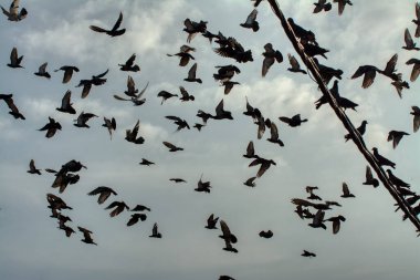 Vahşi güvercin silueti ve kuzgun tünemesi ya da sabahın erken saatlerinde gökyüzünde elektrik direğinin etrafında uçmak..