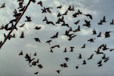 Vahşi güvercin silueti ve kuzgun tünemesi ya da sabahın erken saatlerinde gökyüzünde elektrik direğinin etrafında uçmak..