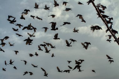 Vahşi güvercin silueti ve kuzgun tünemesi ya da sabahın erken saatlerinde gökyüzünde elektrik direğinin etrafında uçmak..