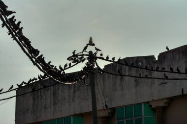 Vahşi güvercin silueti ve kuzgun tünemesi ya da sabahın erken saatlerinde gökyüzünde elektrik direğinin etrafında uçmak..