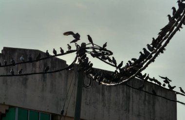 Vahşi güvercin silueti ve kuzgun tünemesi ya da sabahın erken saatlerinde gökyüzünde elektrik direğinin etrafında uçmak..