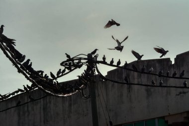 Vahşi güvercin silueti ve kuzgun tünemesi ya da sabahın erken saatlerinde gökyüzünde elektrik direğinin etrafında uçmak..