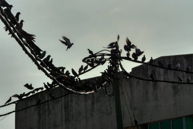 Vahşi güvercin silueti ve kuzgun tünemesi ya da sabahın erken saatlerinde gökyüzünde elektrik direğinin etrafında uçmak..