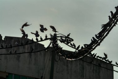 Vahşi güvercin silueti ve kuzgun tünemesi ya da sabahın erken saatlerinde gökyüzünde elektrik direğinin etrafında uçmak..