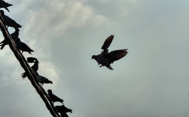 Vahşi güvercin silueti ve kuzgun tünemesi ya da sabahın erken saatlerinde gökyüzünde elektrik direğinin etrafında uçmak..