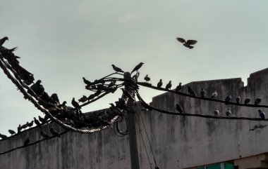 Vahşi güvercin silueti ve kuzgun tünemesi ya da sabahın erken saatlerinde gökyüzünde elektrik direğinin etrafında uçmak..