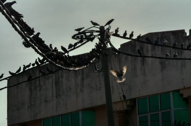 Vahşi güvercin silueti ve kuzgun tünemesi ya da sabahın erken saatlerinde gökyüzünde elektrik direğinin etrafında uçmak..