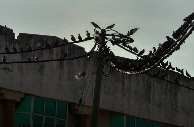 Vahşi güvercin silueti ve kuzgun tünemesi ya da sabahın erken saatlerinde gökyüzünde elektrik direğinin etrafında uçmak..