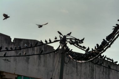 Vahşi güvercin silueti ve kuzgun tünemesi ya da sabahın erken saatlerinde gökyüzünde elektrik direğinin etrafında uçmak..