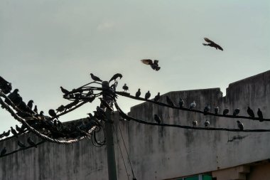 Vahşi güvercin silueti ve kuzgun tünemesi ya da sabahın erken saatlerinde gökyüzünde elektrik direğinin etrafında uçmak..