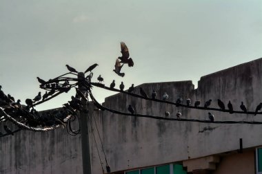 Vahşi güvercin silueti ve kuzgun tünemesi ya da sabahın erken saatlerinde gökyüzünde elektrik direğinin etrafında uçmak..