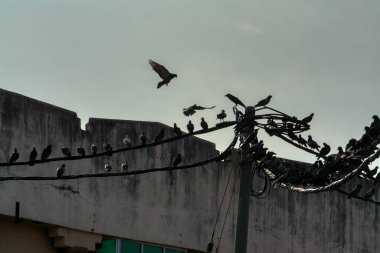 Vahşi güvercin silueti ve kuzgun tünemesi ya da sabahın erken saatlerinde gökyüzünde elektrik direğinin etrafında uçmak..