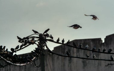 Vahşi güvercin silueti ve kuzgun tünemesi ya da sabahın erken saatlerinde gökyüzünde elektrik direğinin etrafında uçmak..