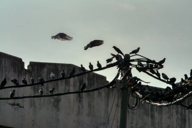 Vahşi güvercin silueti ve kuzgun tünemesi ya da sabahın erken saatlerinde gökyüzünde elektrik direğinin etrafında uçmak..