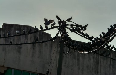 Vahşi güvercin silueti ve kuzgun tünemesi ya da sabahın erken saatlerinde gökyüzünde elektrik direğinin etrafında uçmak..