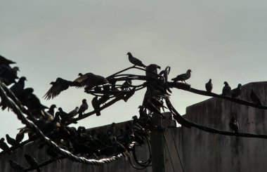 Vahşi güvercin silueti ve kuzgun tünemesi ya da sabahın erken saatlerinde gökyüzünde elektrik direğinin etrafında uçmak..