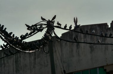 Vahşi güvercin silueti ve kuzgun tünemesi ya da sabahın erken saatlerinde gökyüzünde elektrik direğinin etrafında uçmak..