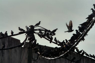 Vahşi güvercin silueti ve kuzgun tünemesi ya da sabahın erken saatlerinde gökyüzünde elektrik direğinin etrafında uçmak..