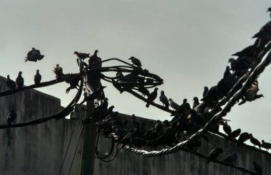 Vahşi güvercin silueti ve kuzgun tünemesi ya da sabahın erken saatlerinde gökyüzünde elektrik direğinin etrafında uçmak..