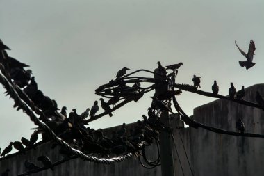 Vahşi güvercin silueti ve kuzgun tünemesi ya da sabahın erken saatlerinde gökyüzünde elektrik direğinin etrafında uçmak..