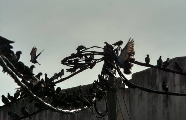 Vahşi güvercin silueti ve kuzgun tünemesi ya da sabahın erken saatlerinde gökyüzünde elektrik direğinin etrafında uçmak..