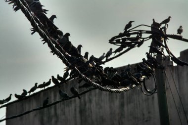 Vahşi güvercin silueti ve kuzgun tünemesi ya da sabahın erken saatlerinde gökyüzünde elektrik direğinin etrafında uçmak..