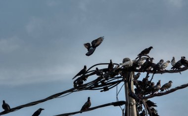 Vahşi güvercin silueti ve kuzgun tünemesi ya da sabahın erken saatlerinde gökyüzünde elektrik direğinin etrafında uçmak..